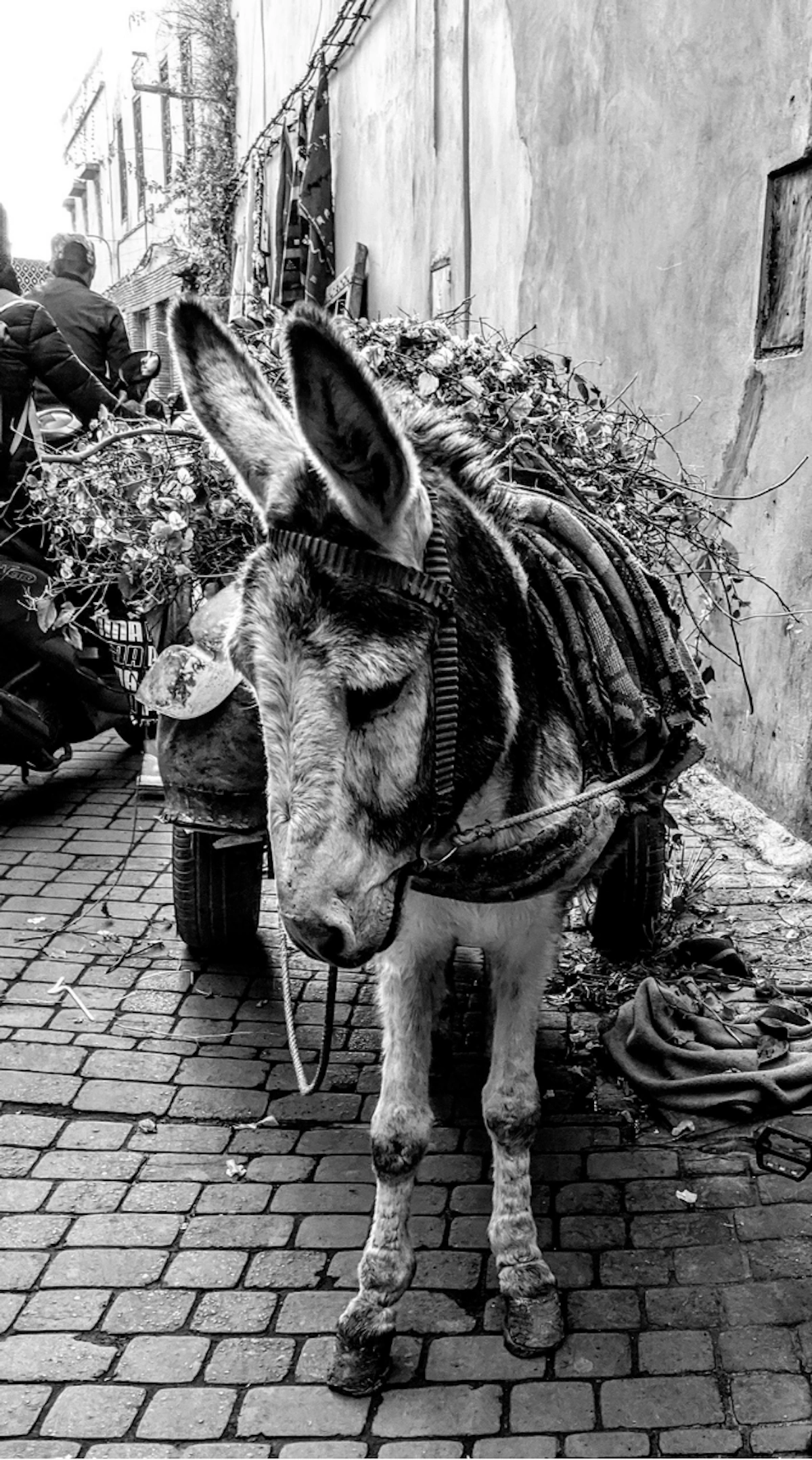 Beast of Burden