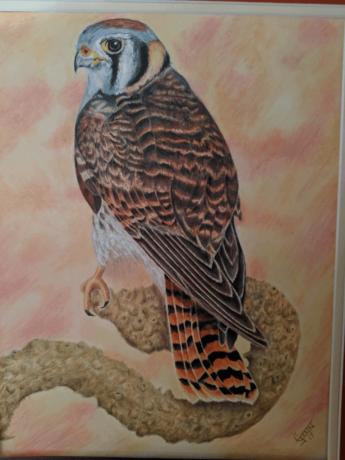 Kestler in Color Pencil 2
